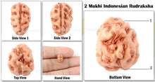 Load image into Gallery viewer, 2 Mukhi Rudraksha from Indonesia  (Standard Size)
