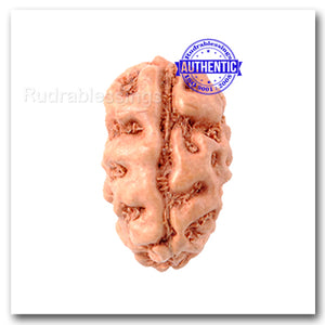 2 Mukhi Rudraksha from Indonesia  (Standard Size)