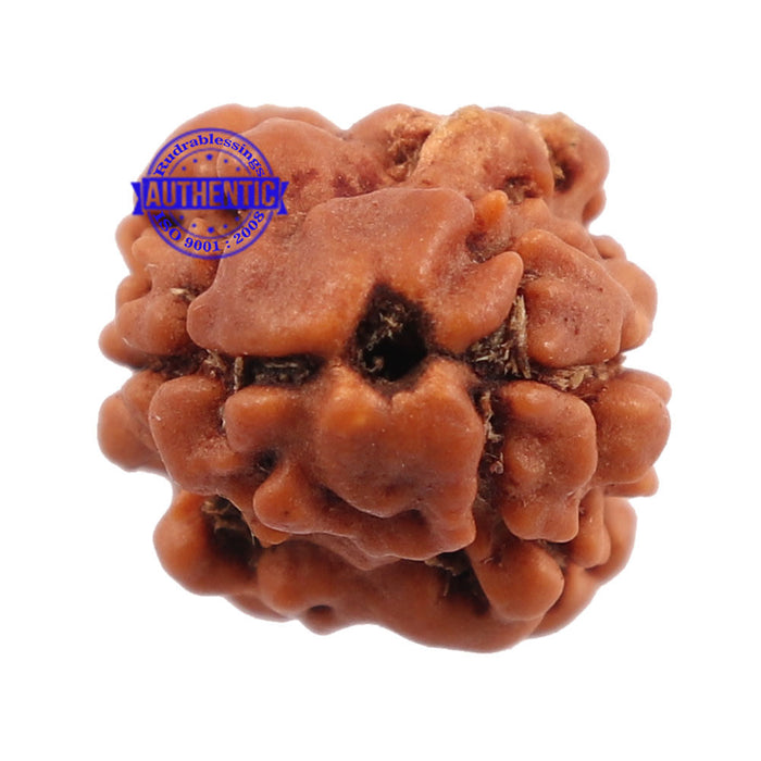 2 Mukhi Rudraksha from Nepal - Bead No. 88