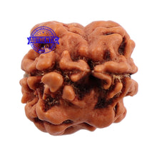 Load image into Gallery viewer, 2 Mukhi Rudraksha from Nepal - Bead No. 88
