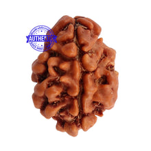 Load image into Gallery viewer, 2 Mukhi Rudraksha from Nepal - Bead No. 88
