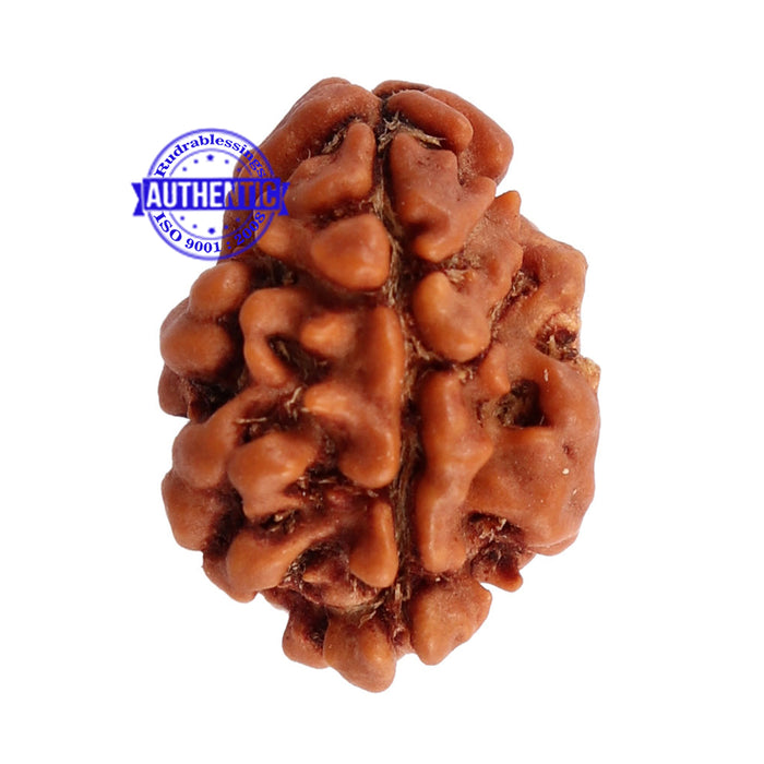2 Mukhi Rudraksha from Nepal - Bead No. 88