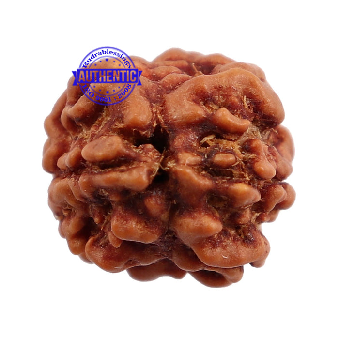 2 Mukhi Rudraksha from Nepal - Bead No. 89