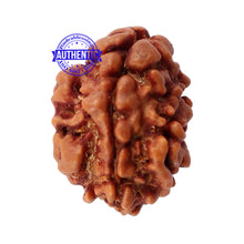Load image into Gallery viewer, 2 Mukhi Rudraksha from Nepal - Bead No. 89
