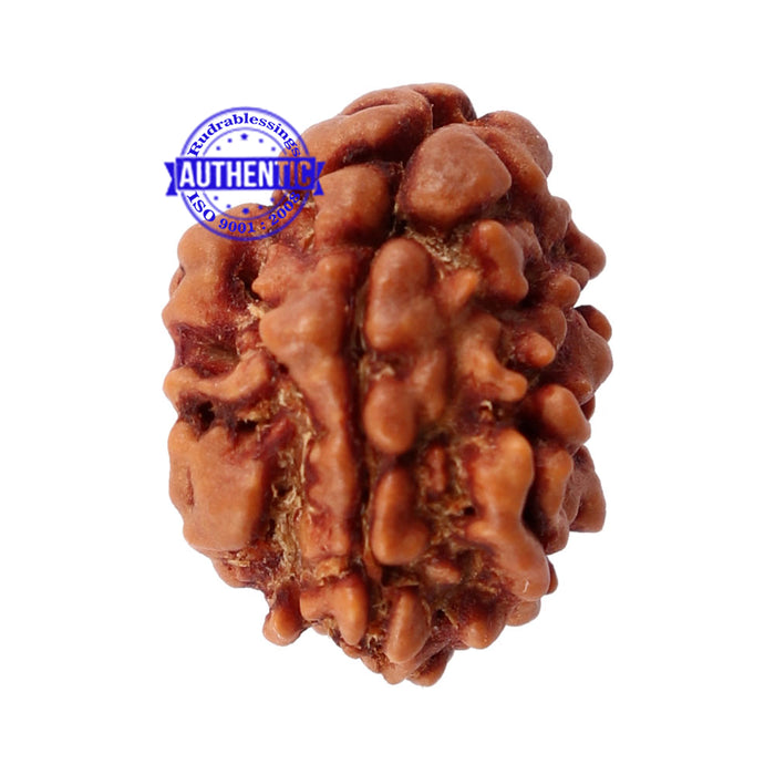 2 Mukhi Rudraksha from Nepal - Bead No. 89