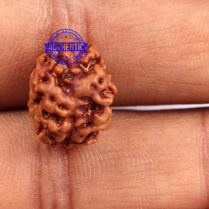 2 Mukhi Rudraksha from Nepal - Bead No. 89