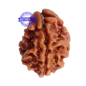 2 Mukhi Rudraksha from Nepal - Bead No. 89