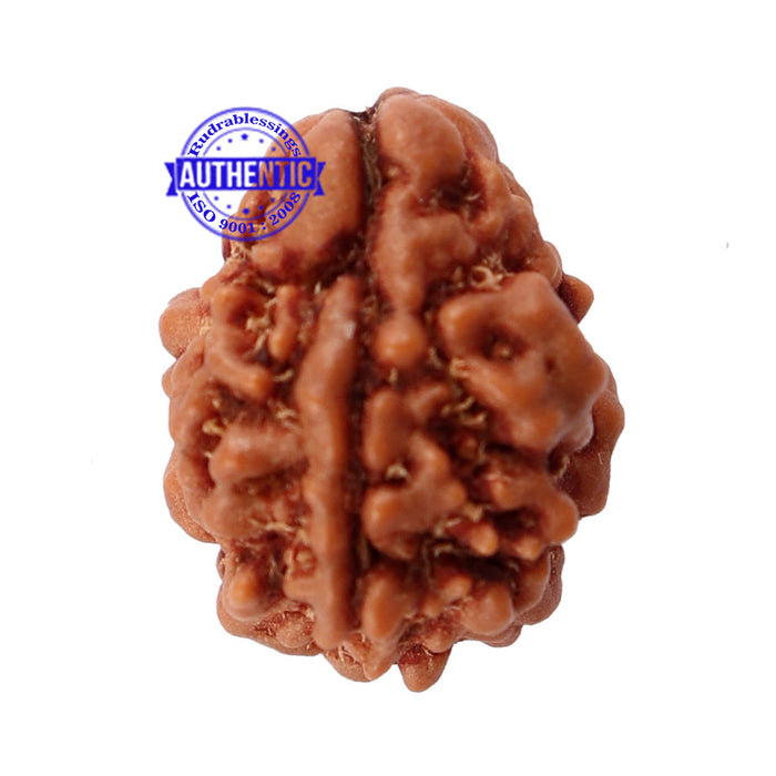 2 Mukhi Rudraksha from Nepal - Bead No. 91