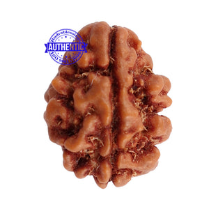 2 Mukhi Rudraksha from Nepal - Bead No. 91