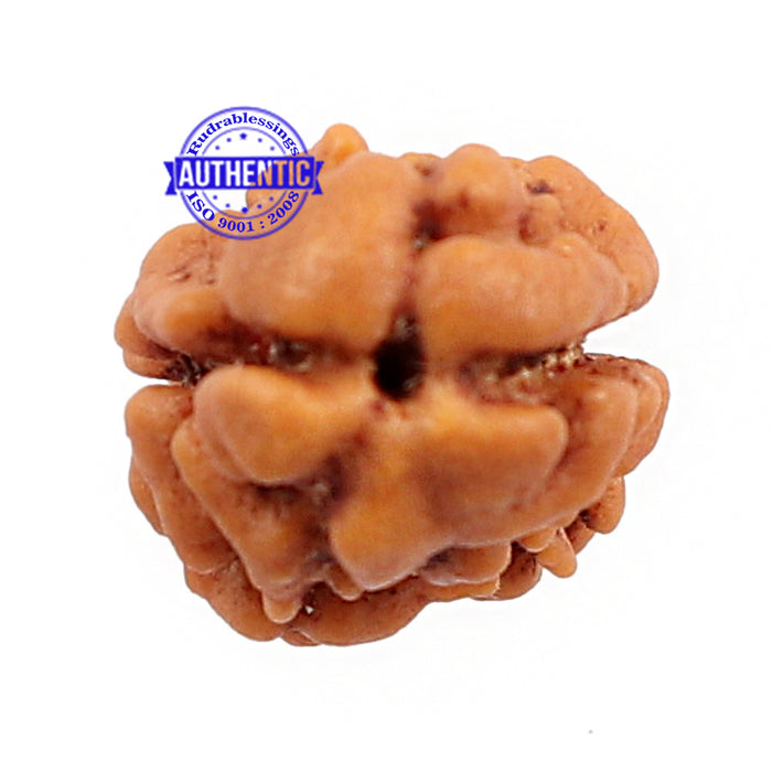 2 Mukhi Rudraksha from Nepal - Bead No. 95