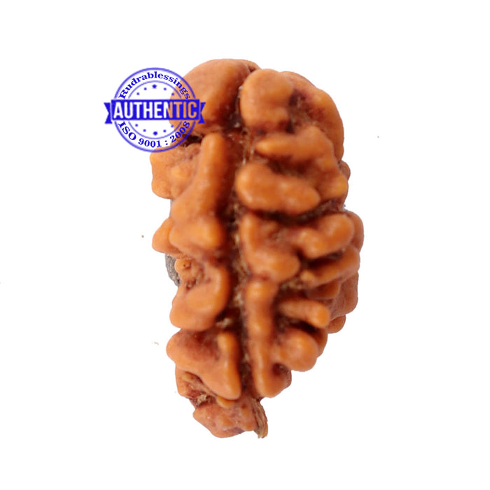 2 Mukhi Rudraksha from Nepal - Bead No. 95