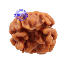 Load image into Gallery viewer, 2 Mukhi Rudraksha from Nepal - Bead No. 95
