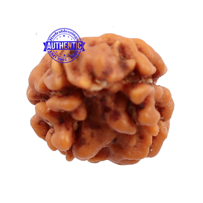 2 Mukhi Rudraksha from Nepal - Bead No. 95
