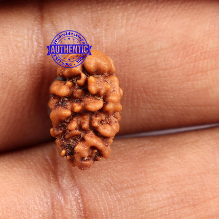 2 Mukhi Rudraksha from Nepal - Bead No. 95