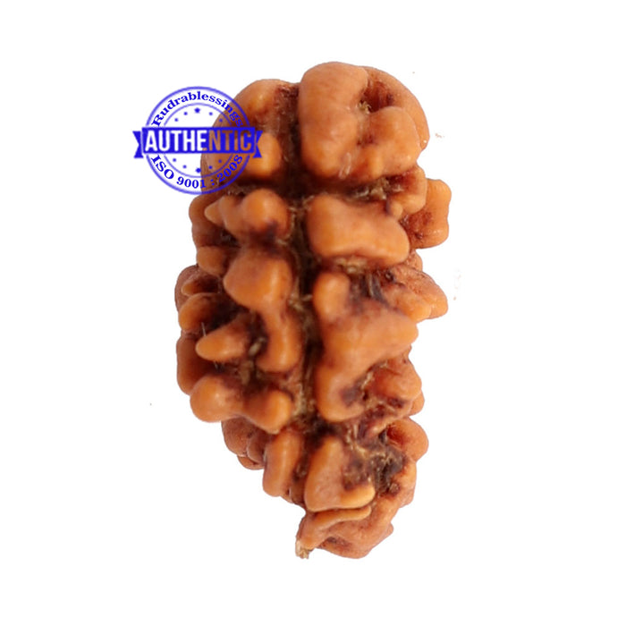 2 Mukhi Rudraksha from Nepal - Bead No. 95