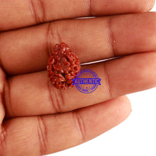 Load image into Gallery viewer, 2 Mukhi Rudraksha from Nepal - Bead No. 123
