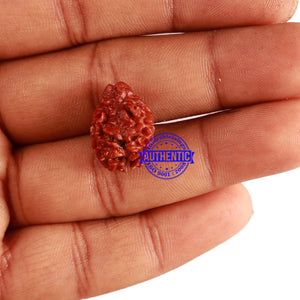 2 Mukhi Rudraksha from Nepal - Bead No. 123