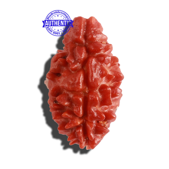 2 Mukhi Rudraksha from Nepal - Bead No. 123