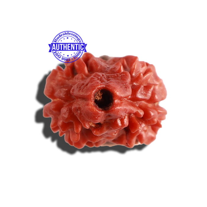2 Mukhi Rudraksha from Nepal - Bead No. 123