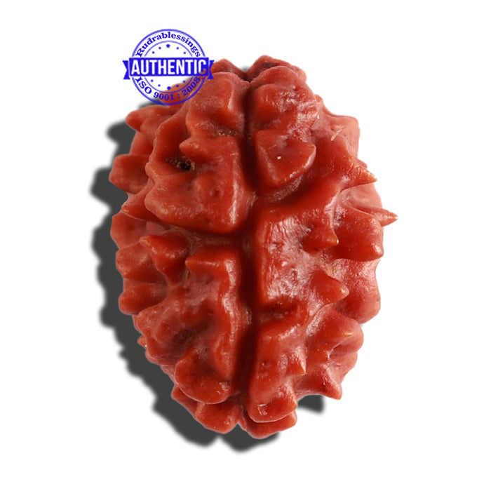 2 Mukhi Rudraksha from Nepal - Bead No. 124
