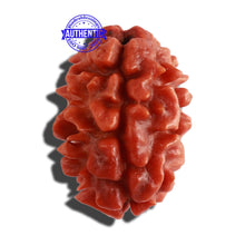 Load image into Gallery viewer, 2 Mukhi Rudraksha from Nepal - Bead No. 124
