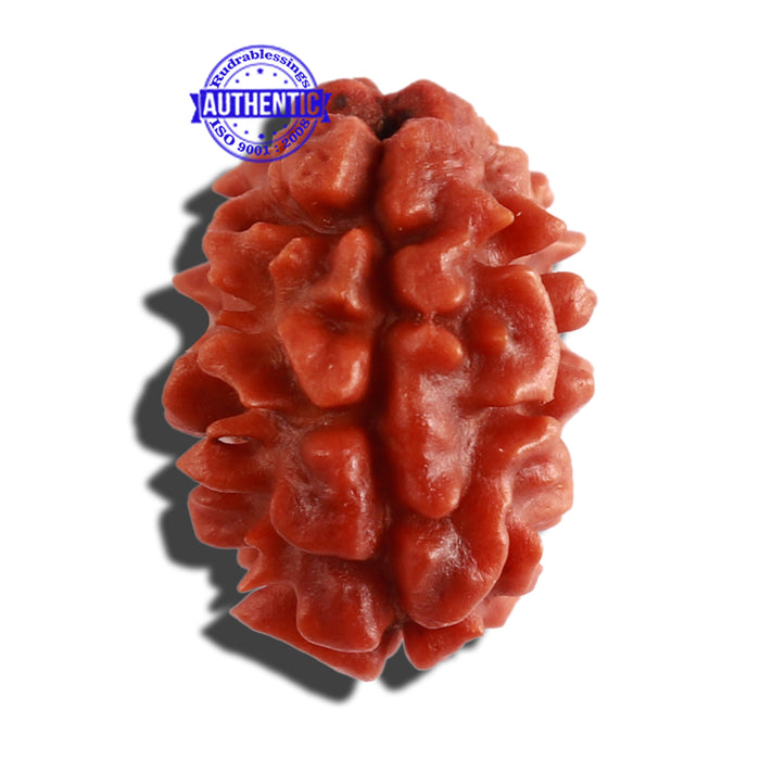 2 Mukhi Rudraksha from Nepal - Bead No. 124