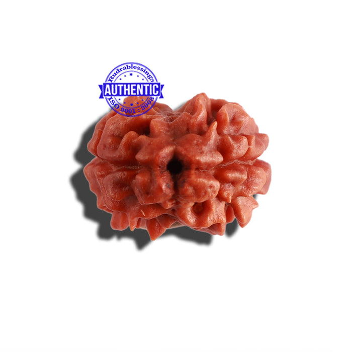 2 Mukhi Rudraksha from Nepal - Bead No. 124