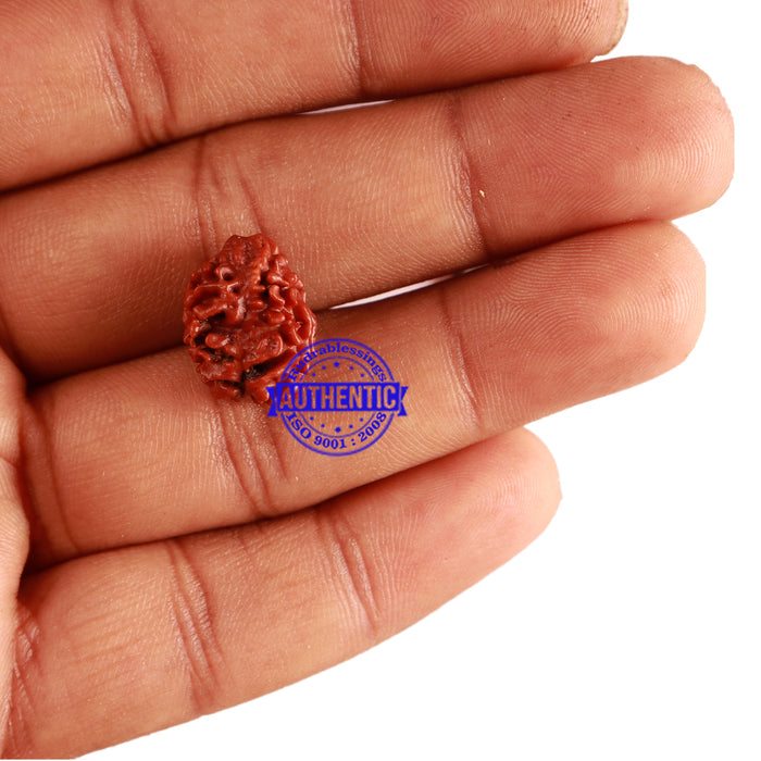 2 Mukhi Rudraksha from Nepal - Bead No. 125