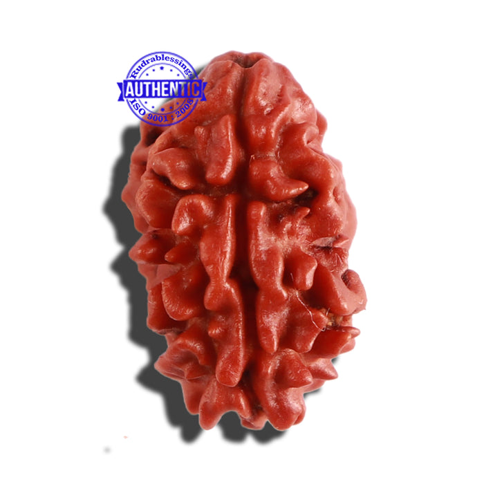2 Mukhi Rudraksha from Nepal - Bead No. 125