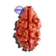 Load image into Gallery viewer, 2 Mukhi Rudraksha from Nepal - Bead No. 128

