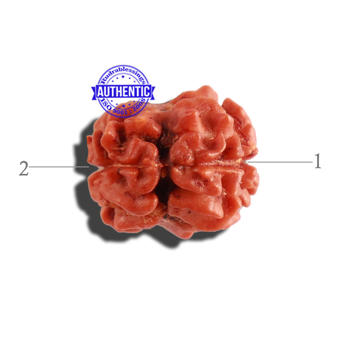 2 Mukhi Rudraksha from Nepal - Bead No. 128