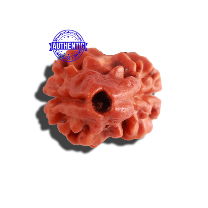2 Mukhi Rudraksha from Nepal - Bead No. 128
