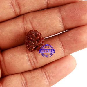 2 Mukhi Rudraksha from Nepal - Bead No. 129