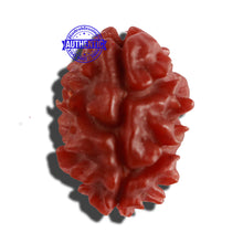Load image into Gallery viewer, 2 Mukhi Rudraksha from Nepal - Bead No. 129
