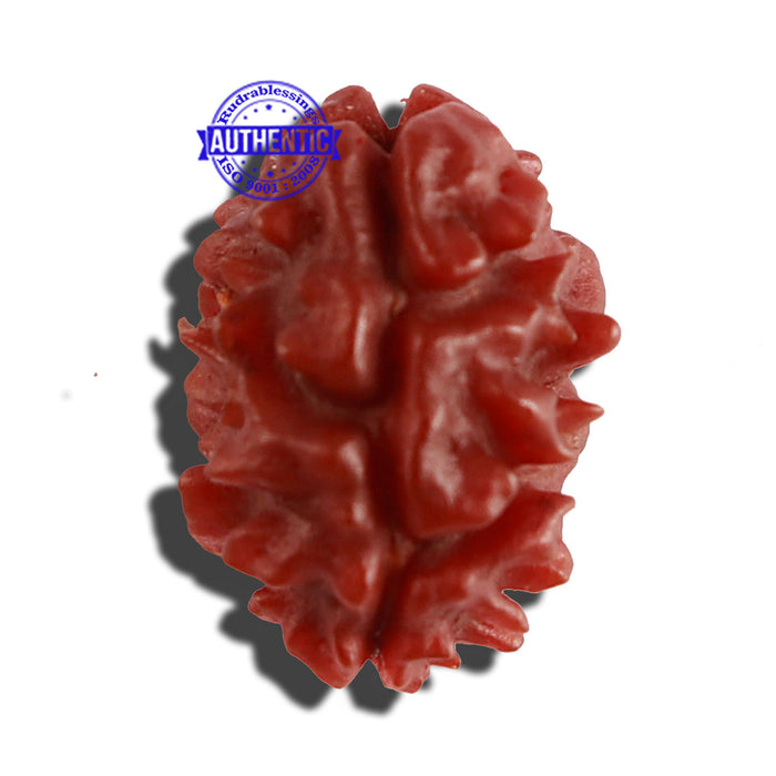 2 Mukhi Rudraksha from Nepal - Bead No. 129