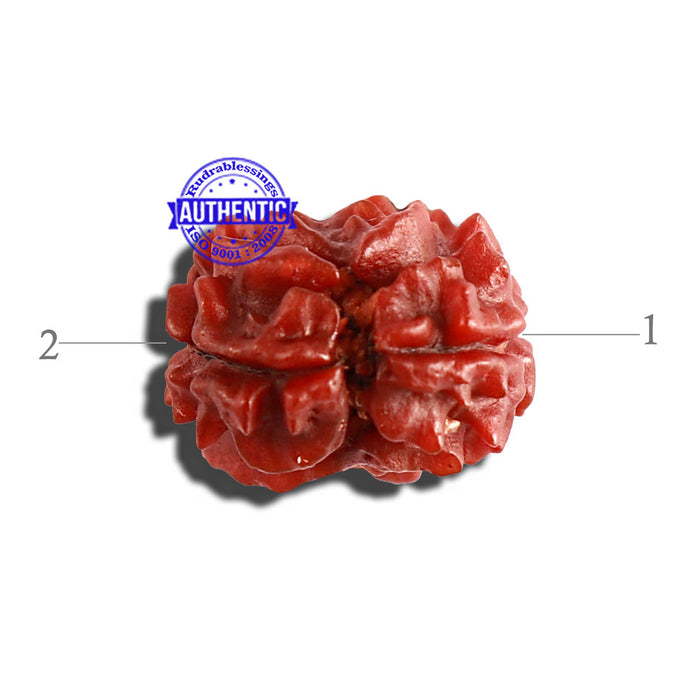 2 Mukhi Rudraksha from Nepal - Bead No. 129