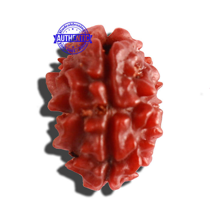 2 Mukhi Rudraksha from Nepal - Bead No. 129