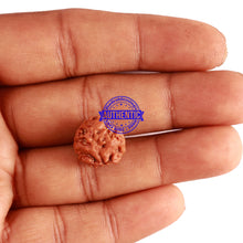 Load image into Gallery viewer, 2 Mukhi Rudraksha from Nepal - Bead No. 132
