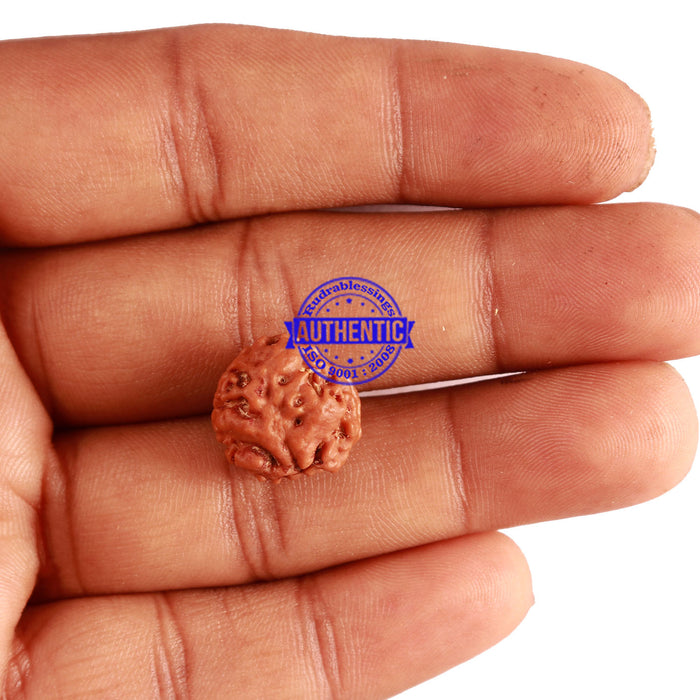 2 Mukhi Rudraksha from Nepal - Bead No. 132
