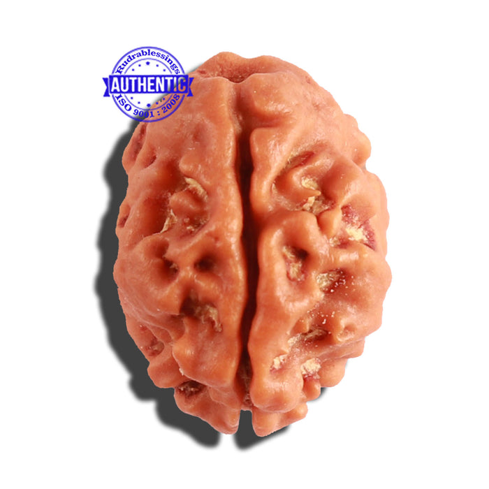 2 Mukhi Rudraksha from Nepal - Bead No. 132