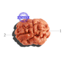 Load image into Gallery viewer, 2 Mukhi Rudraksha from Nepal - Bead No. 132
