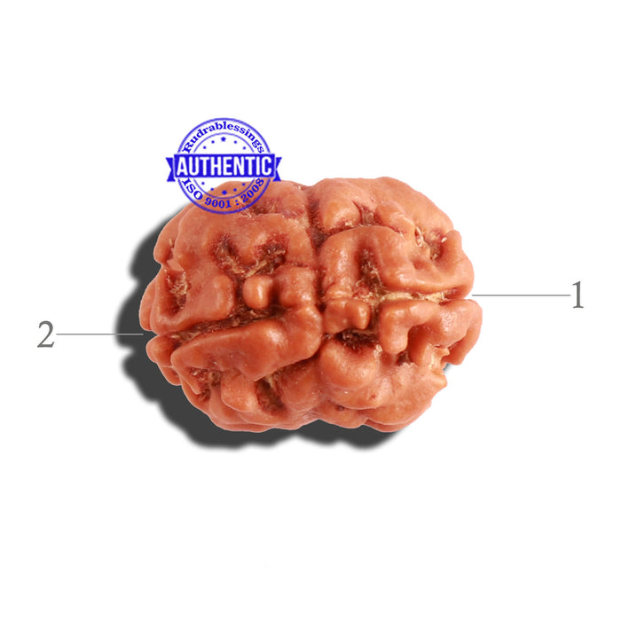 2 Mukhi Rudraksha from Nepal - Bead No. 132