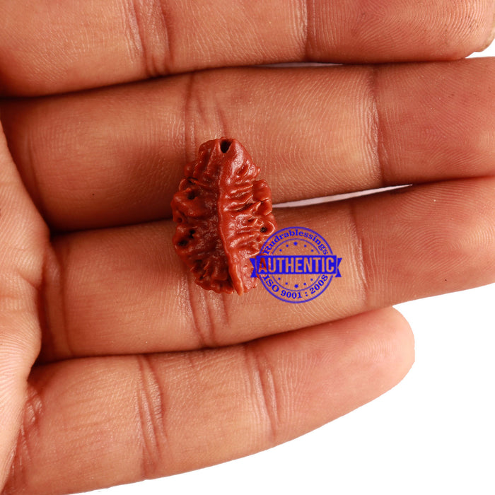 2 Mukhi Ganesha Rudraksha from Nepal - Bead No. 134