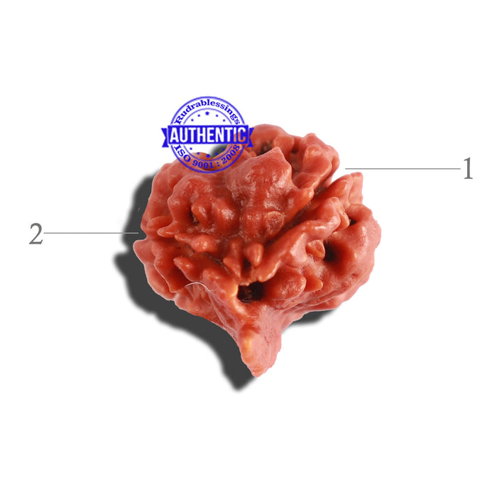 2 Mukhi Ganesha Rudraksha from Nepal - Bead No. 134