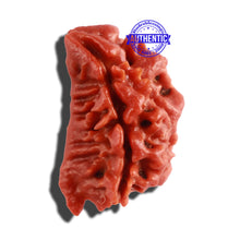 Load image into Gallery viewer, 2 Mukhi Ganesha Rudraksha from Nepal - Bead No. 134

