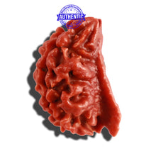 Load image into Gallery viewer, 2 Mukhi Ganesha Rudraksha from Nepal - Bead No. 134
