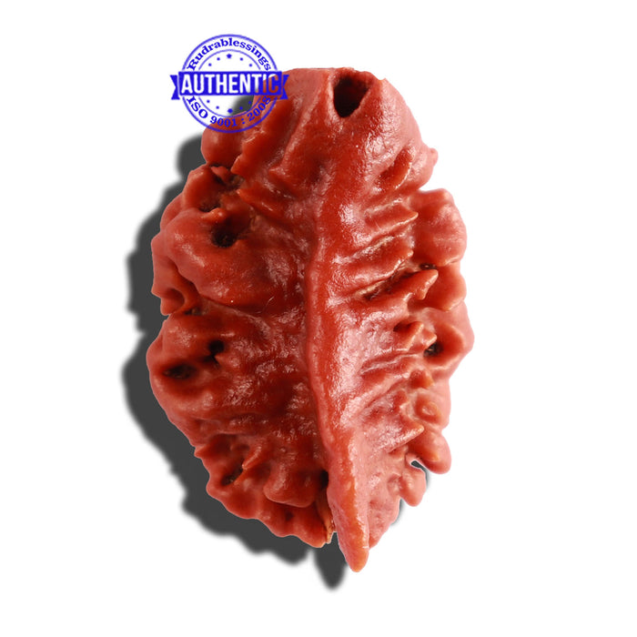 2 Mukhi Ganesha Rudraksha from Nepal - Bead No. 134