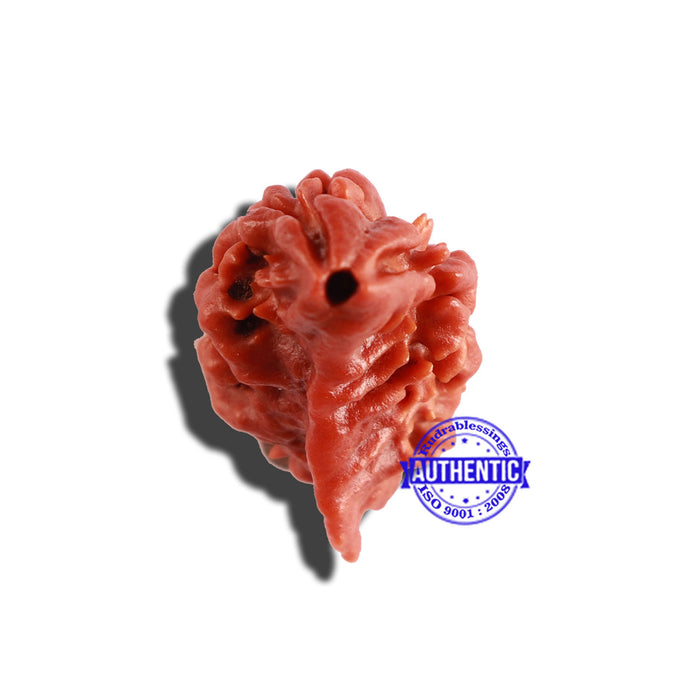 2 Mukhi Ganesha Rudraksha from Nepal - Bead No. 134