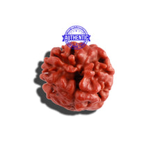 Load image into Gallery viewer, 2 Mukhi Naag Rudraksha from Nepal - Bead No. 135
