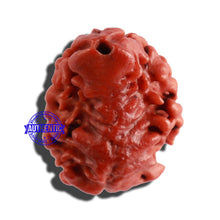 Load image into Gallery viewer, 2 Mukhi Naag Rudraksha from Nepal - Bead No. 135
